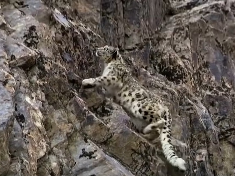 Снежный леопард на скалах